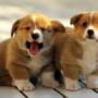 Élever une portée de chiots Welsh Corgis à la maison