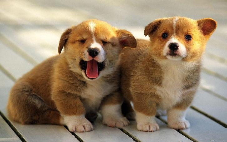 Élever une portée de chiots Welsh Corgis à la maison