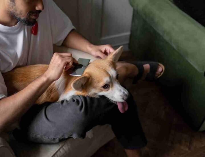 Toilettage du Welsh Corgi