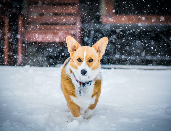 Marley le beau garçon!