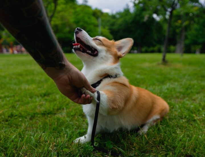 Équipement pour mon Welsh Corgi