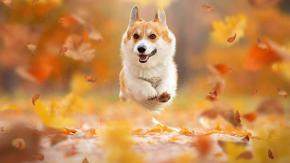 Comment jouer avec son Corgi?