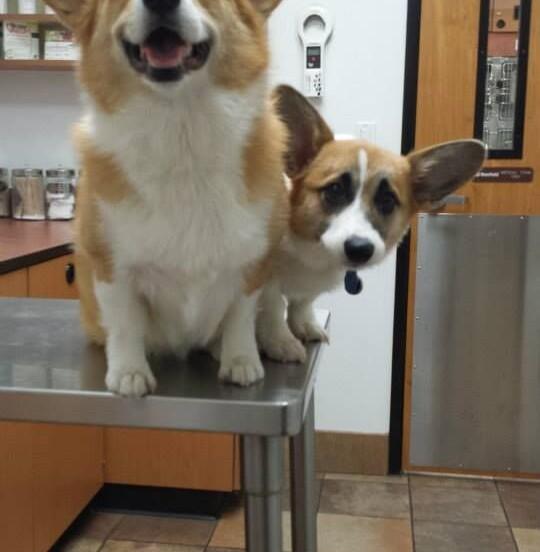 Prendre soin de votre Corgi