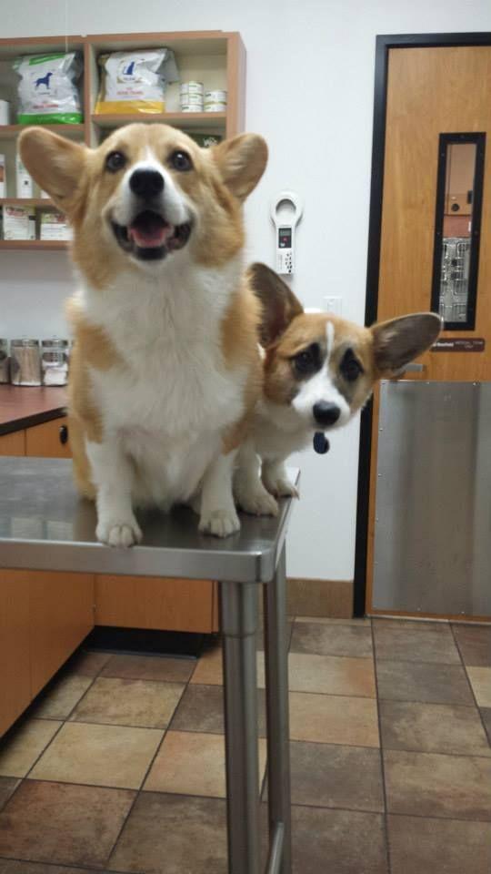 Prendre soin de votre Corgi