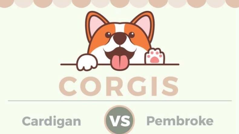 Comparons les Corgis Cardigan et Pembroke