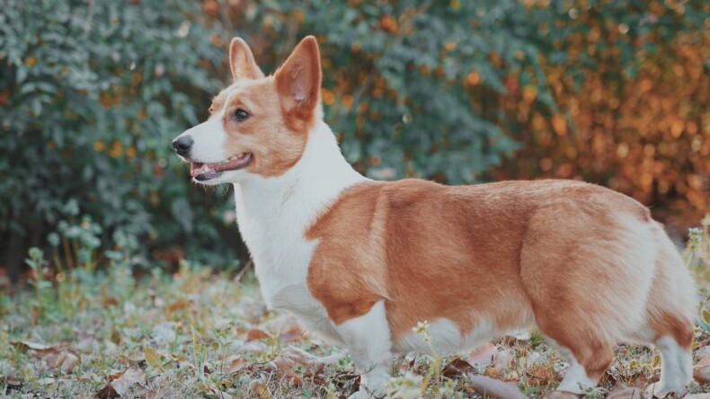 Standards de race Welsh Corgi Pembroke