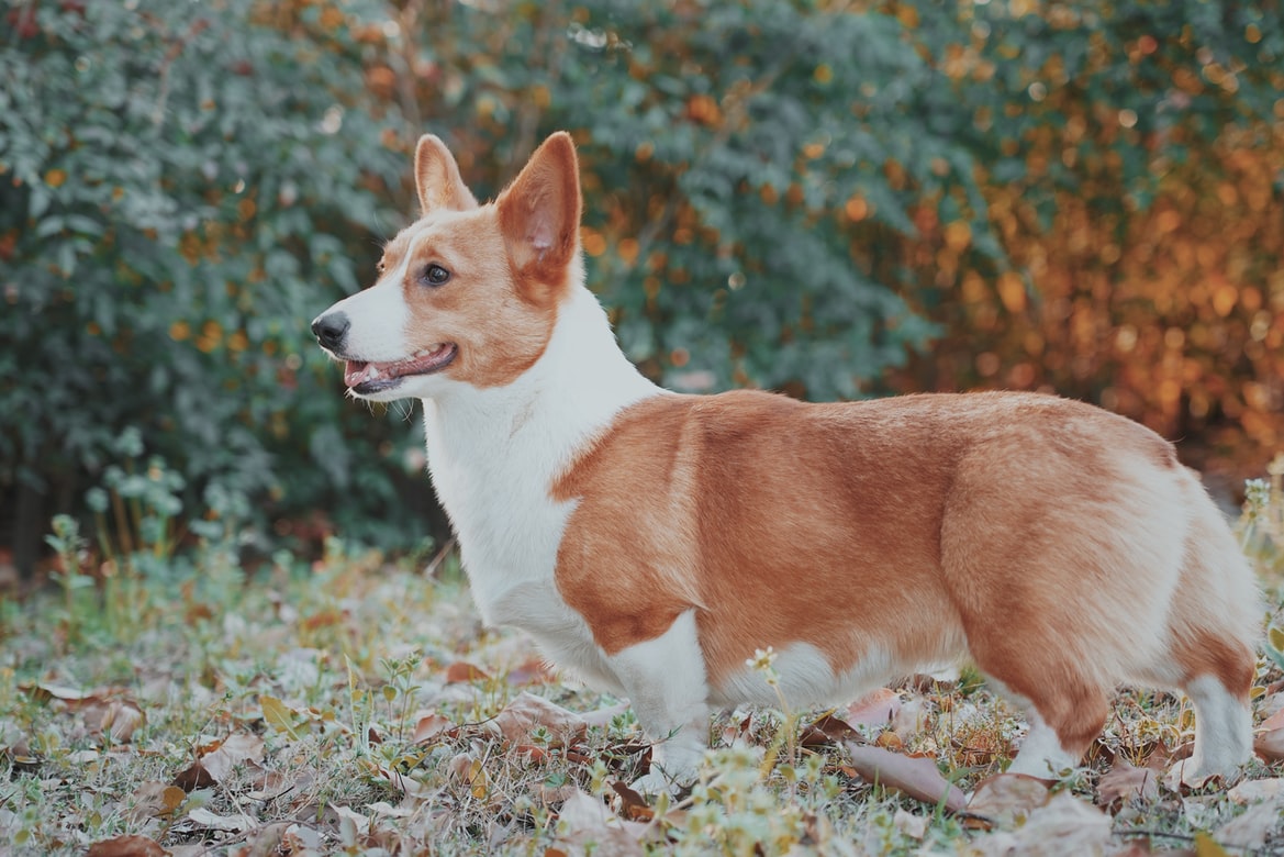 Standards de race Welsh Corgi Pembroke