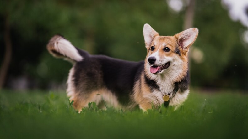 Standards de race Welsh Corgi Cardigan